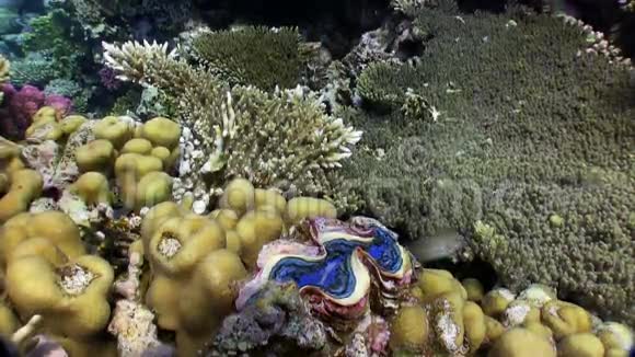 充满活力的珊瑚礁上五颜六色的海绵视频的预览图