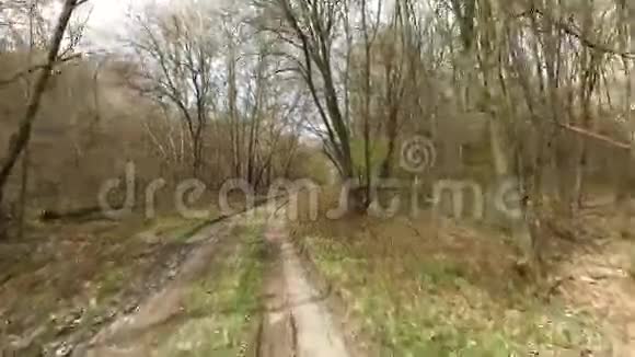 在森林里滑行视频的预览图
