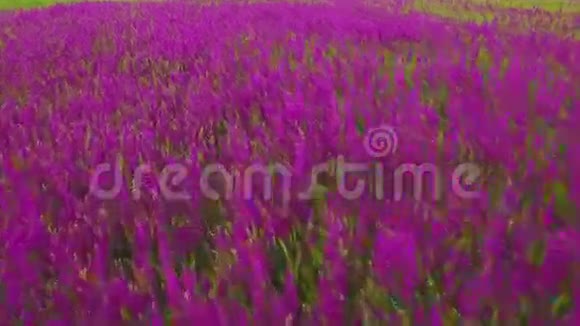鸟瞰一大片美丽的紫色花朵视频的预览图