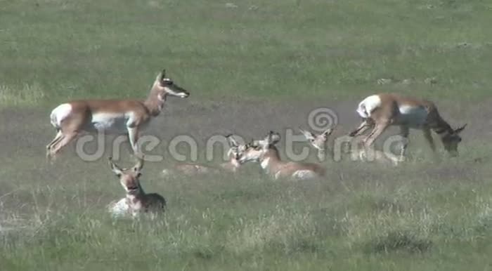 红角羚羊睡觉视频的预览图