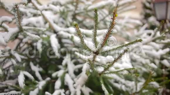 白雪覆盖的树枝松树或云杉冬天视频的预览图