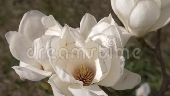 美丽的白玉兰花在花园里的风中刺眼的阳光4k慢动作视频的预览图