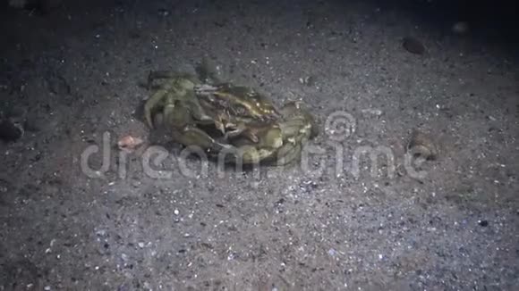 大草蟹青蟹猴头视频的预览图