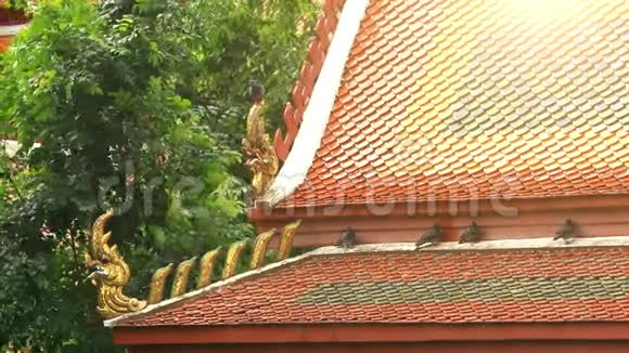 鸽子坐在寺庙的屋顶上苏梅岛视频的预览图