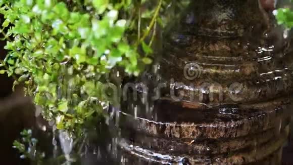 水滴串级绿叶视频的预览图