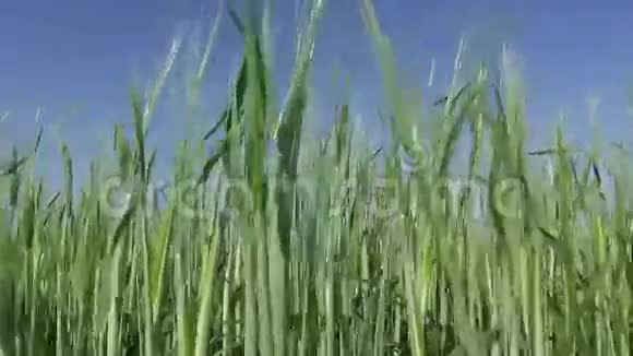 新鲜的仲夏大麦的耳朵和风视频的预览图