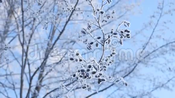 冰冻的树枝林登树在雪地上的蓝天自然景观冬季视频的预览图