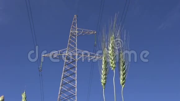 黑麦耳及高压电塔视频的预览图