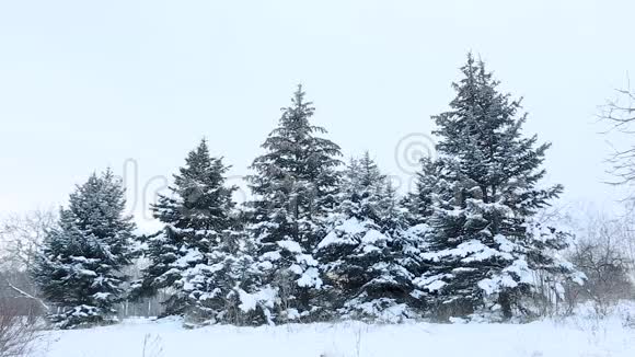 在寒冷的冬季景观中高大的云杉树覆盖着雪视频的预览图