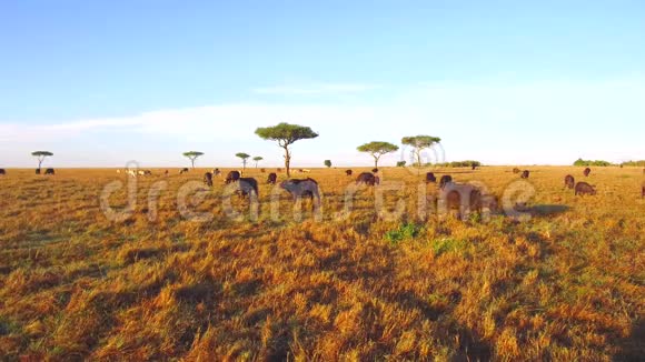 水牛公牛凝视非洲热带草原视频的预览图
