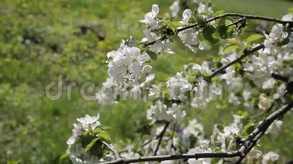 美丽的花在苹果树上春天的花花苹果树视频的预览图