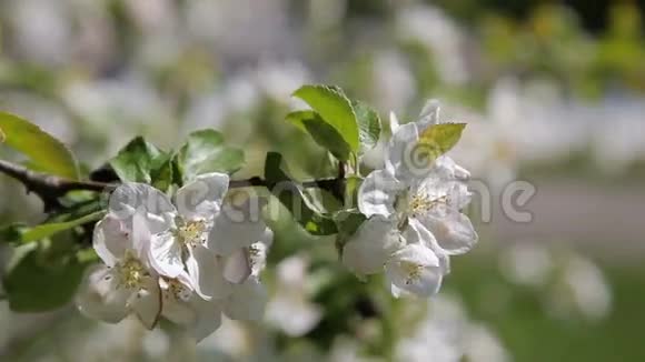 花苹果树美丽的花在苹果树上春天的花视频的预览图
