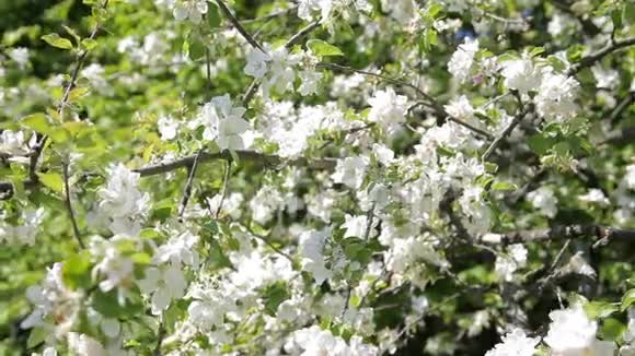 美丽的花在苹果树上春天的花花苹果树视频的预览图