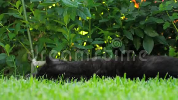 黑色苏格兰褶皱猫视频的预览图