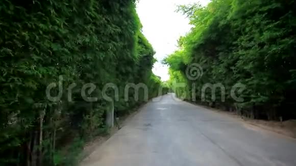 泰国隧道树路高清1920x1080视频的预览图