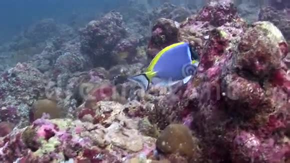 美丽的蓝色鱼背景红色珊瑚水下马尔代夫的海洋视频的预览图