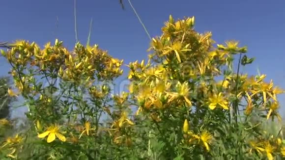 医学草本植物图桑圣约翰草风中的花视频的预览图