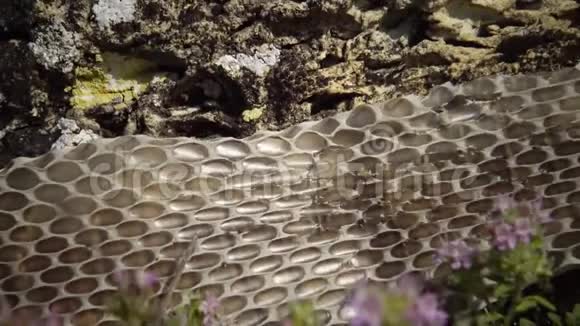 骰子蛇Natrixtessellata水蛇皮视频的预览图