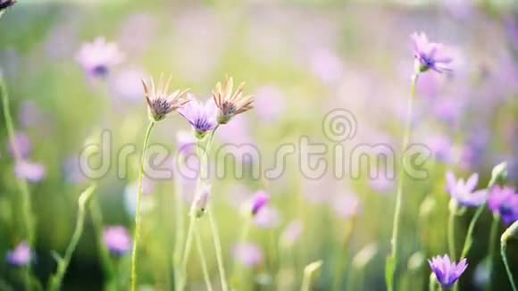 草地上有野花的乡村景观美丽的春天背景视频的预览图