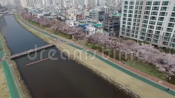 韩国釜山东雷古延吉古亚洲甸川市民公园樱花盛开之春视频的预览图
