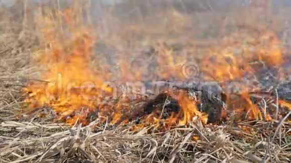 在野外白天看到可怕的危险的野高火烧干草草一大片自然视频的预览图