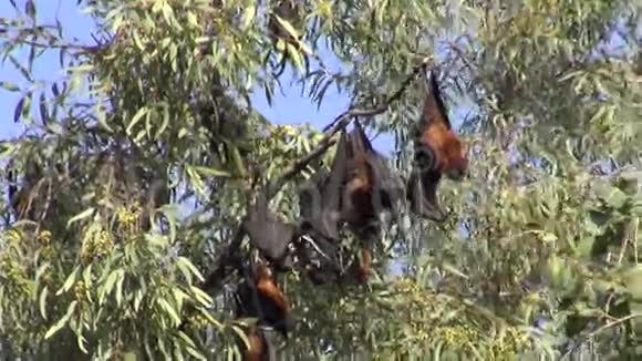 印度阿姆利则树上吃果蝠视频的预览图