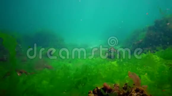 海底的绿藻红藻和褐藻在风暴中摆动视频的预览图
