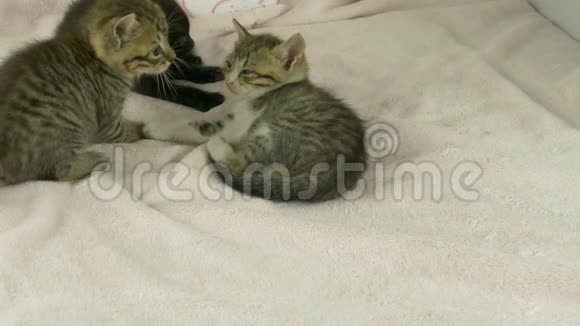 粉色毯子上的猫视频的预览图