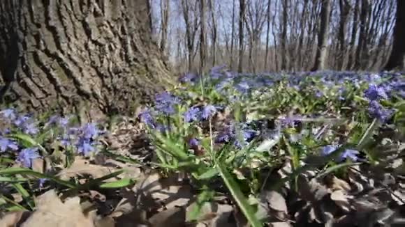 春天树林里的蓝色雪花视频的预览图