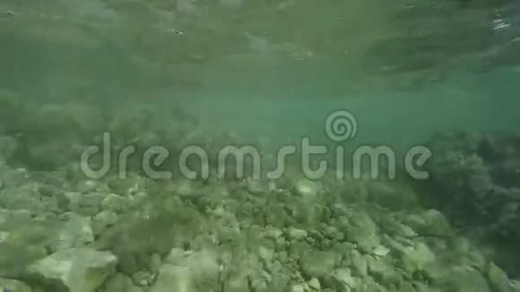 观察岩石海底视频的预览图