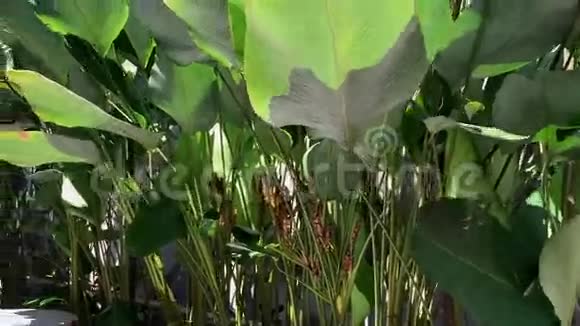 香蕉树和叶子视频的预览图