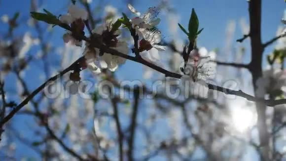 杏枝花开春天阳光眩光自然景观视频视频的预览图