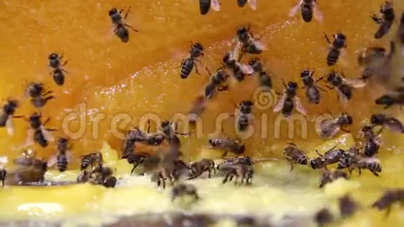 一大片黄花蜜上的蜜蜂视频的预览图