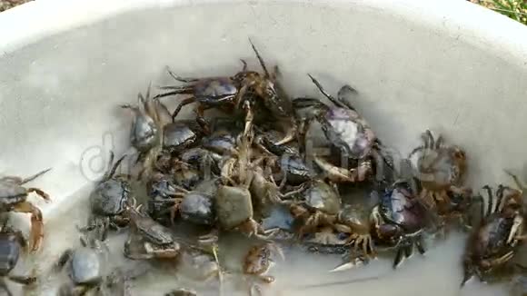 螃蟹螃蟹螃蟹螃蟹猎人螃蟹季节视频的预览图