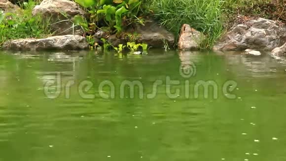 河龟在雨天在池塘里游泳高清视频的预览图