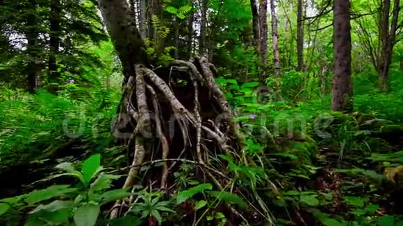 绿林灌丛和树根景观视频的预览图