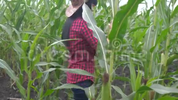 聪明的生态生活方式收获农业耕作的概念农民女孩植物研究员收割玉米芯视频的预览图