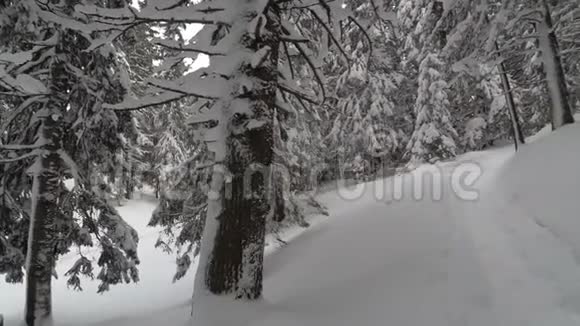 冬季森林中的野生森林小径视频的预览图