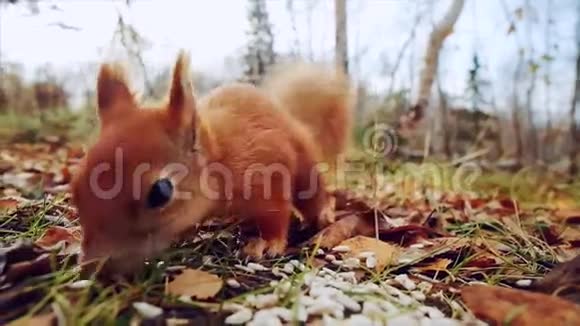 松鼠红毛有趣吃种子秋林视频的预览图