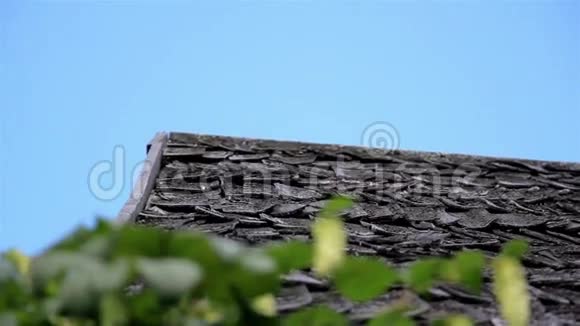 旧的雪松木摇柄屋顶的啤酒花丘在旧的木屋谷仓蝴蝶视频的预览图