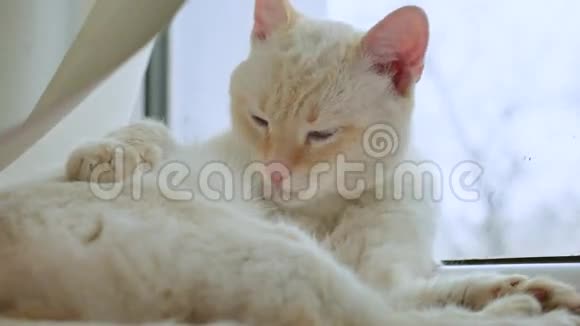 白猫舔干净的头发躺在窗台上一只宠物视频的预览图