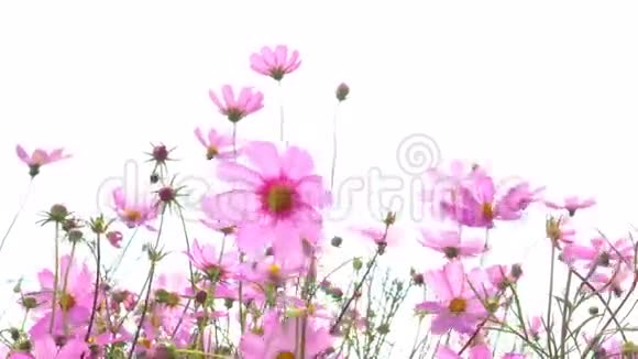 宇宙花五颜六色的粉红色花视频的预览图
