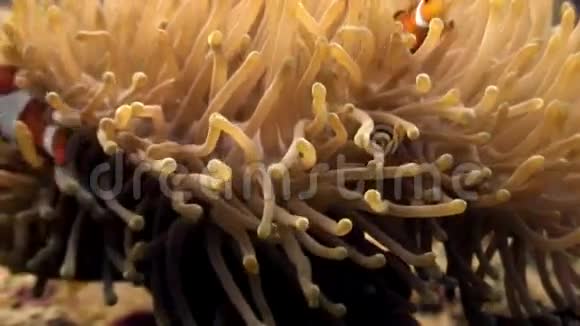 菲律宾野生动物海洋中的海葵和小丑鱼视频的预览图
