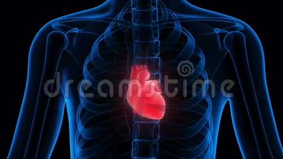 人体器官心脏视频的预览图