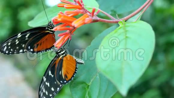 橙色花朵上的两只蝴蝶视频的预览图