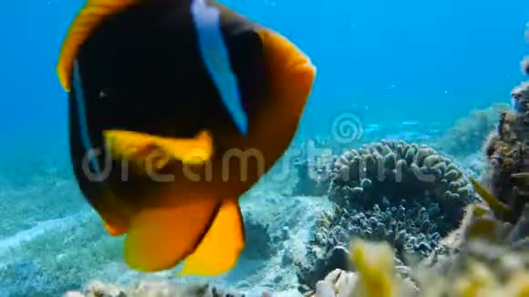 生活在海葵中的小丑鱼视频的预览图