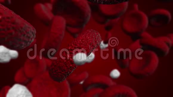 医学或科学中使用的白细胞和红细胞说明视频的预览图