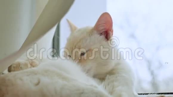 白猫舔干净的头发躺在窗台上抚摸窗户视频的预览图