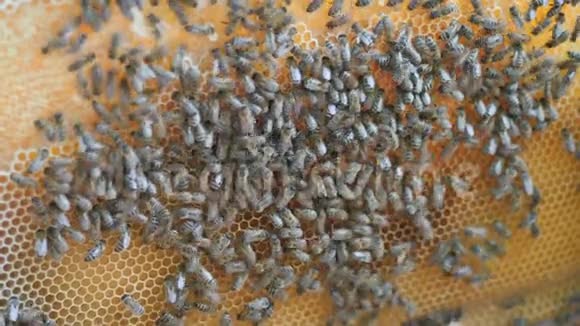 工作蜜蜂用蜂蜜做蜂巢视频的预览图