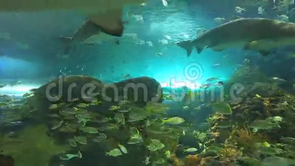 鲨鱼在五颜六色的热带鱼群中游动视频的预览图